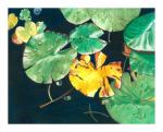 Pond Lillies 1 image.