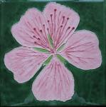 Geranium image.